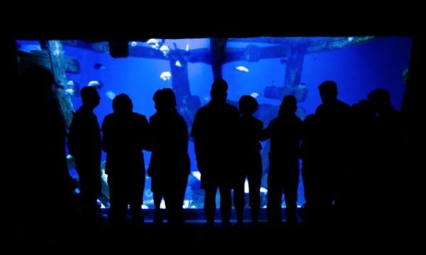 Silhouettes of people in front of giant fish tank