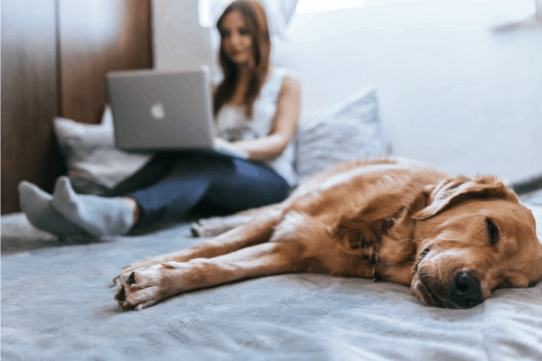 Dog